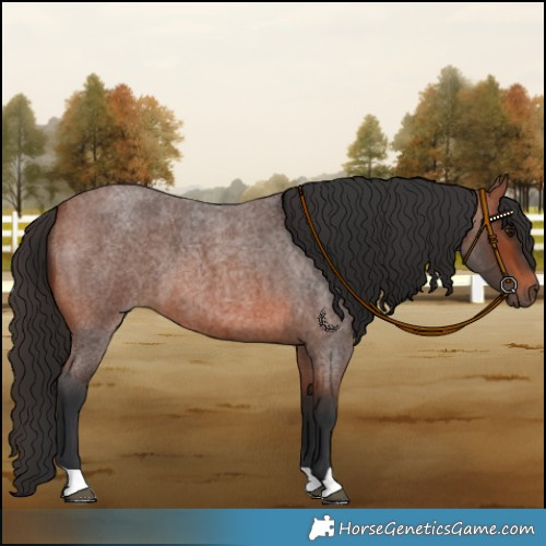Horse Color:Bay Roan 