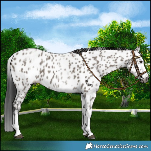Horse Color:Gray White Spotted Grullo Splash Appaloosa