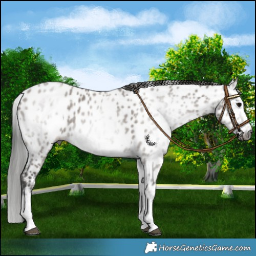 Horse Color:Gray White Spotted Grullo Splash Near Leopard 