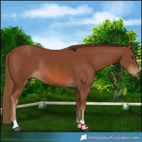 Horse Color:Chestnut Rabicano 