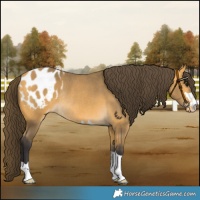 Horse Color:Buckskin Blanket Rabicano 
