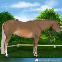 Horse Color:Chocolate Palomino Tobiano Rabicano 