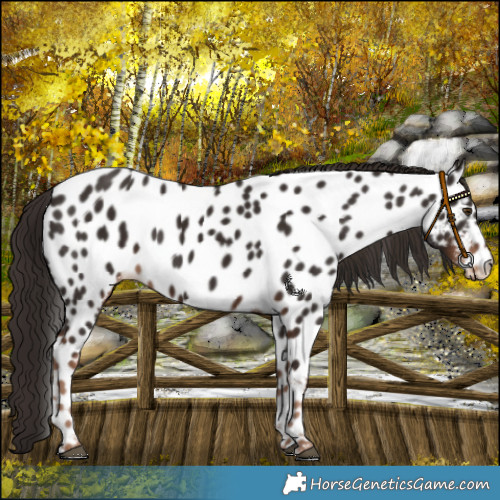 Horse Color:Liver Chestnut Near Leopard 