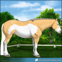 Horse Color:Palomino Splash Frame 