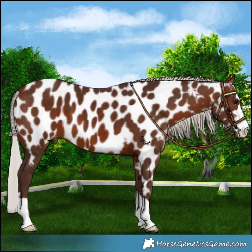 Horse Color:Silver Brown Appaloosa