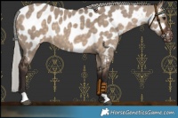 Horse Color:Silver Brown Dun Near Leopard 