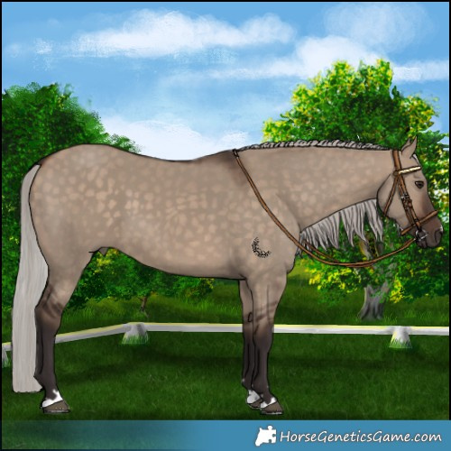 Horse Color:Silver Brown Dun 