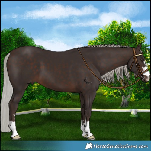 Horse Color:Silver Brown 