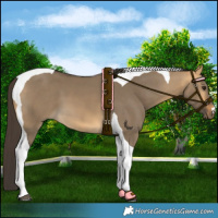 Horse Color:Buckskin Dun Tobiano 