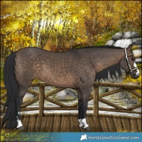Horse Color:Brown Dun 