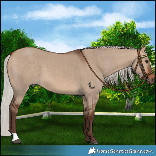 Horse Color:Silver Bay Dun 