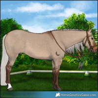 Horse Color:Silver Bay Dun 