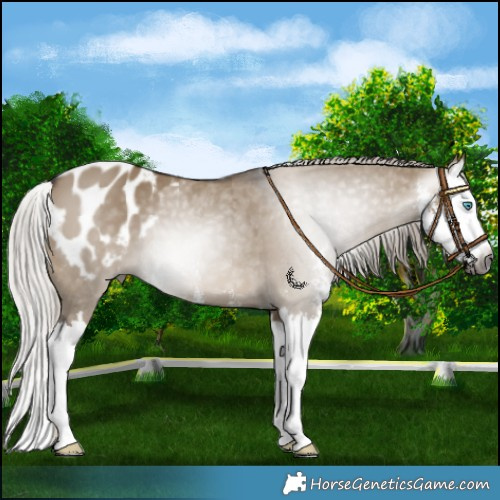 Horse Color:Gray Silver Brown Dun Sabino Splash Blanket 