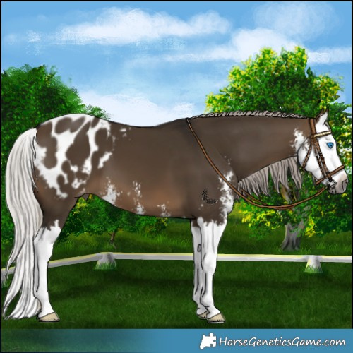 Horse Color:Gray Silver Brown Dun Sabino Splash Appaloosa 