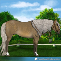 Horse Color:Silver Buckskin Dun 