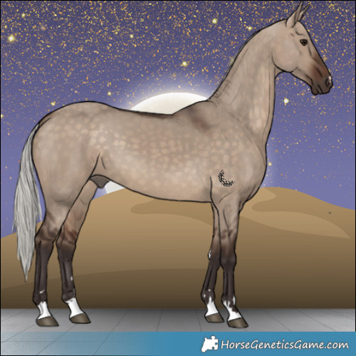 Horse Color:Silver Brown Dun 
