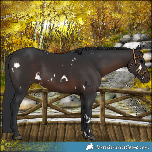 Horse Color:White Spotted Brown 