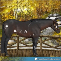 Horse Color:White Spotted Brown
