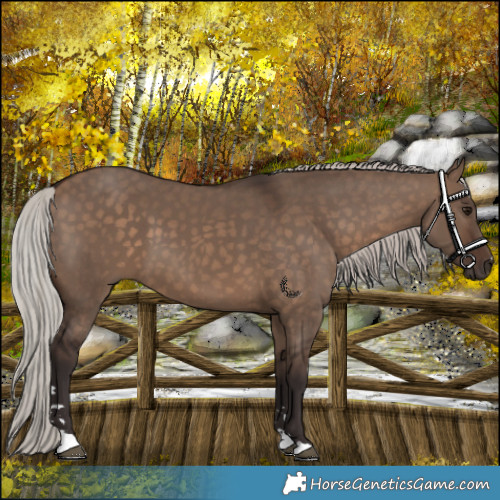 Horse Color:Silver Brown Dun 