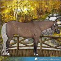 Horse Color:Silver Brown Dun
