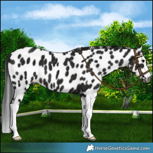 Horse Color:Gray Black Splash Appaloosa