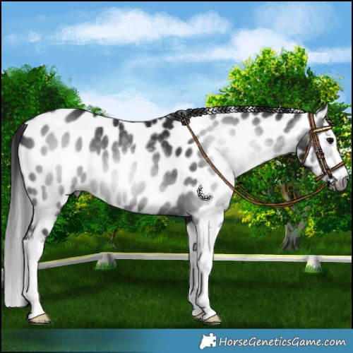 Horse Color:Gray Black Splash Leopard 