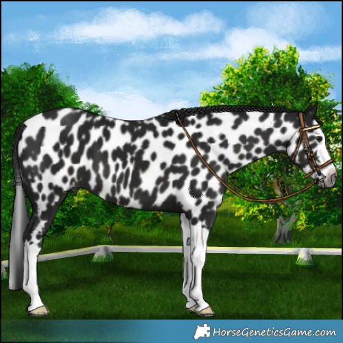 Horse Color:Gray Black Splash Appaloosa 