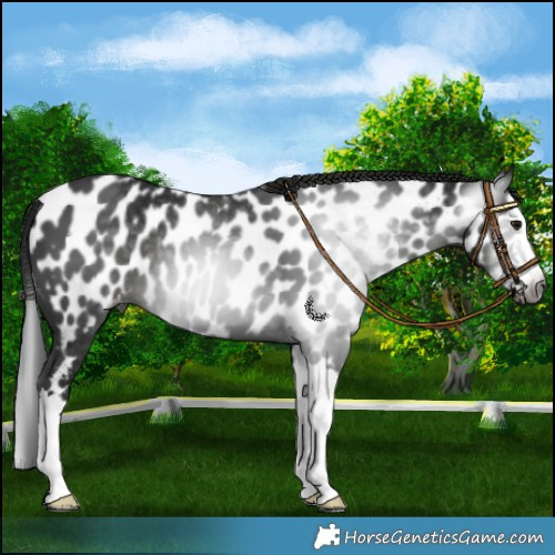 Horse Color:Gray Black Splash Near Leopard 