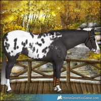 Horse Color:Smoky Black Splash Appaloosa 