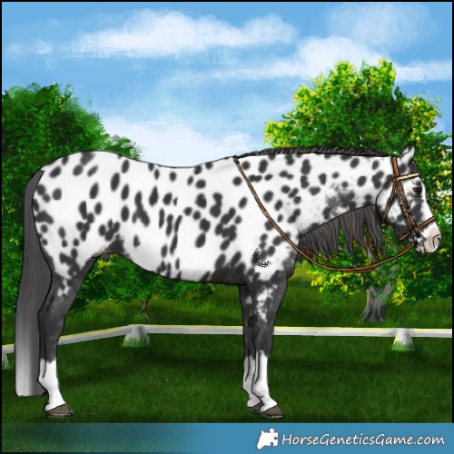 Horse Color:Black Splash Near Leopard 