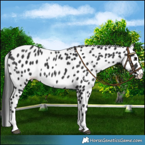 Horse Color:Black Splash Leopard 