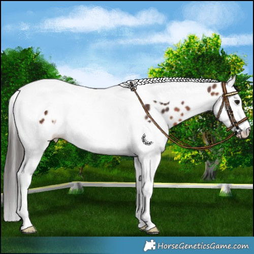 Horse Color:Brown Splash Tobiano Leopard 
