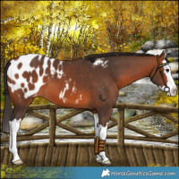 Horse Color:Bay Splash Blanket