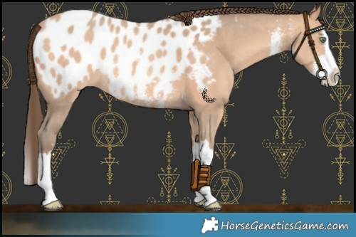 Horse Color:Amber Champagne Sabino Splash Near Leopard 