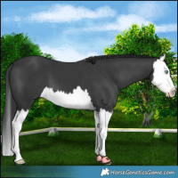 Horse Color:Black Splash 