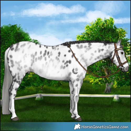 Horse Color:Gray White Spotted Black Near Leopard 