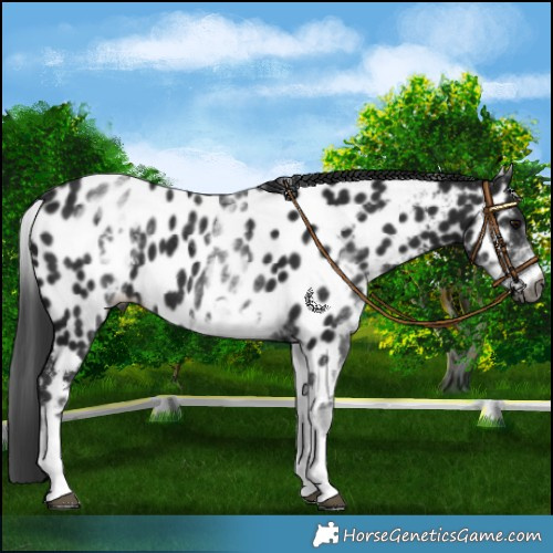 Horse Color:Gray White Spotted Black Appaloosa 