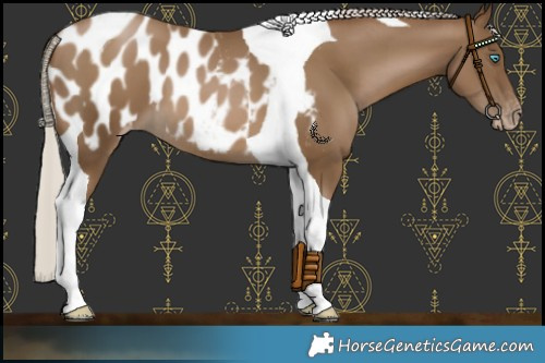 Horse Color:Gray Silver Smoky Black Pearl Tobiano Appaloosa