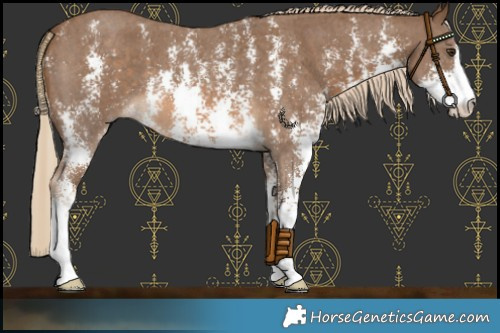 Horse Color:Chocolate Palomino Sabino 