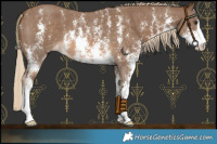 Horse Color:Chocolate Palomino Sabino 