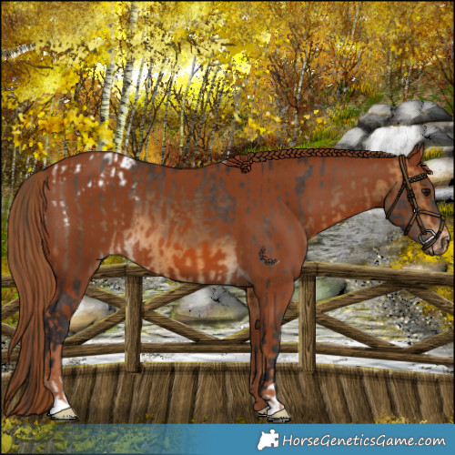 Horse Color:Buckskin Appaloosa and Chestnut