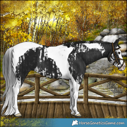 Horse Color:Black Splash Tobiano and Gray Smoky Black Splash Tobiano