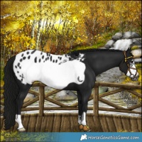 Horse Color:Gray Black Frame Blanket 