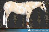 Horse Color:White Spotted Silver Buckskin Dun Splash Rabicano 