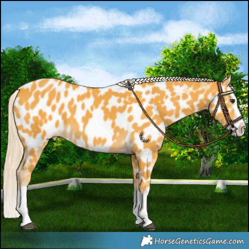 Horse Color:Palomino Splash Near Leopard 