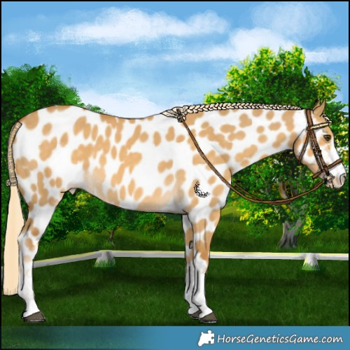 Horse Color:Palomino Dun Appaloosa