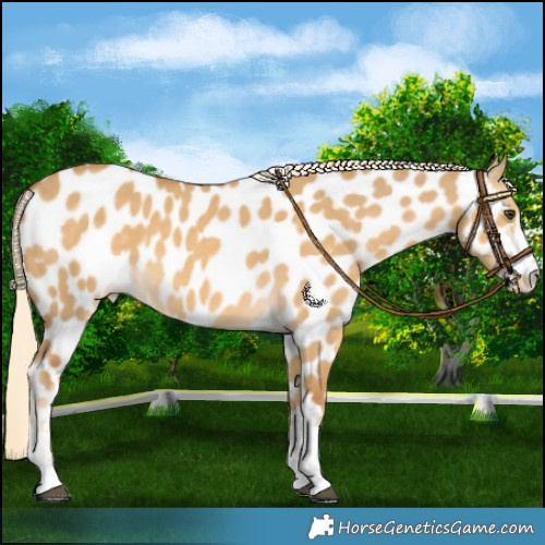 Horse Color:Palomino Dun Near Leopard 
