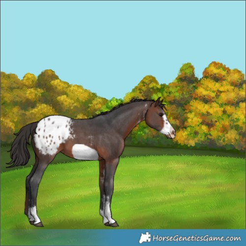 Horse Color:Brown Sabino Frame Appaloosa