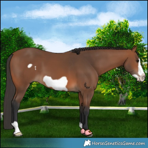 Horse Color:Bay Frame 