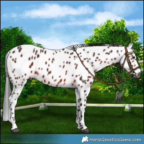 Horse Color:Gray Bay Appaloosa